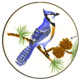 Bluejay